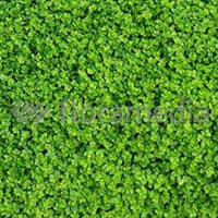 SOLEIROLIA